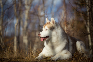 Beautiful, free and prideful Siberian Husky dog with tonque hanging out lying in the forest in late autumn