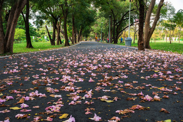 Landscape of tree in the park