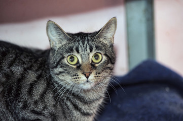 tabby cat with a crazy look
