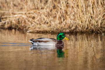 Drake Mallard Swimming