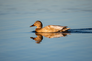 Off Colored Hen Mallard