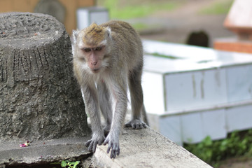 Obraz premium Macaca fascicularis