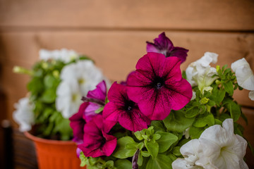 Pink and white Petunia Petunioideae flowers macro closeup as a background. Selective focus. Image full of colourful petunia ,Petunia hybrida in the pot.multicolored flower pots on the street, balcony