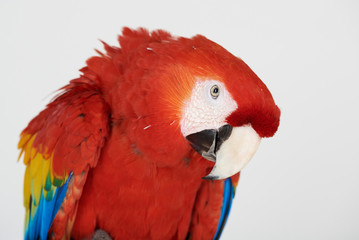 Portrait of red color parrot