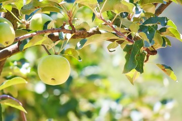 Young Apples Growing On Tree In Stanthorpe, Australia