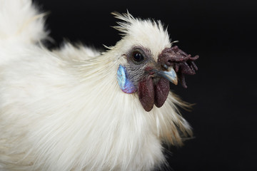 Headshot of white rooster