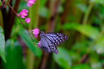 Butterfly sitting on green leaves  beautiful insect in the nature habitat.