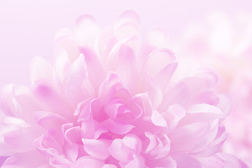 Beautiful flowers made with color filters in soft color and blur style for background