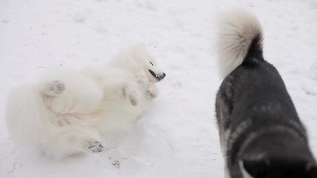 Husky and Samoyed playing in the snow.
