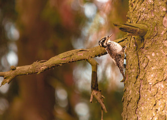woodpecker bird on branch