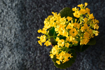 yellow kalanchoe flower