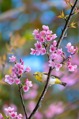 oriental white-eye on Wild Himalayan Cherry in nature