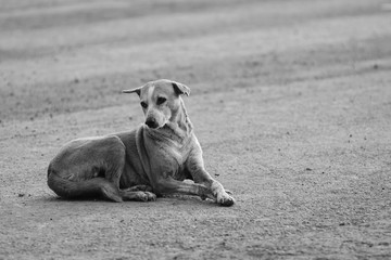 dog sitting on the street black and white image