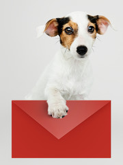 Adorable Jack Russell Retriever puppy with a red envelope mockup © Rawpixel.com