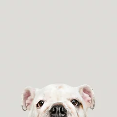 Fototapete Hund Adorable white Bulldog puppy portrait