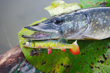 Pike and bait. Close-up.