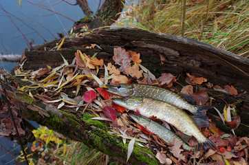 Three pikes on grass background