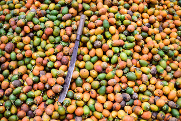 Many Betel nut