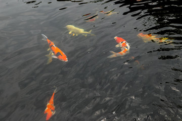 Koi fish swimming around in a pond.