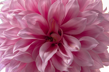 Fototapeta premium Close up pink fresh dahlia flower. Image in the middle of the frame.