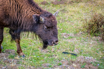 Fototapeta premium American Bison in the field of Yellowstone National Park, Wyoming