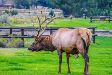Naklejka na ściany i meble A large Bull Elk in Yellowstone National Park, Wyoming
