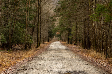 Dirt Road in the Woodland