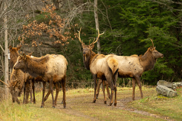 Herd of Elk