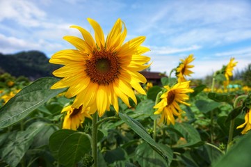 Helianthus or Sunflower with blue sky