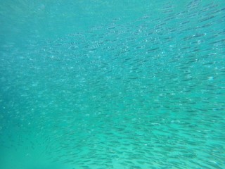 Fish herd in Underwater world