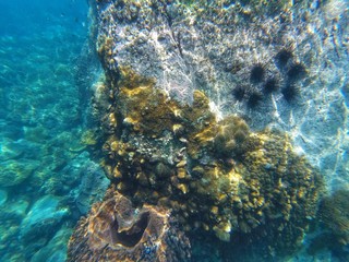 A coral reef is an underwater with fish and Sea urchins or urchins.