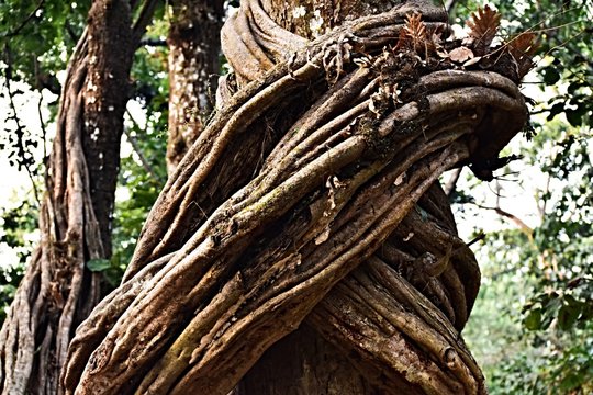 Vines Wrapped Around Tree