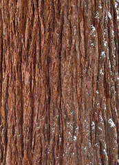Tree Bark Background
