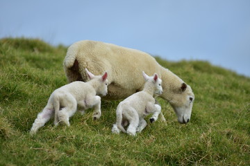 Two young lambs jumping up hill while mother sheep is grazing.