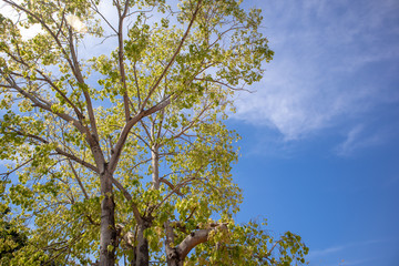 Green fresh Bodhi tree with vivid blue sky.