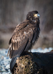 Young eagle portrait