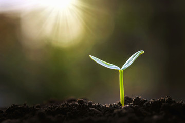 green sprout growing in garden with sunshine