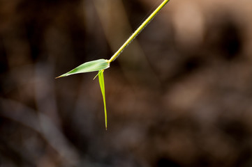 Green leaf with blurred background 