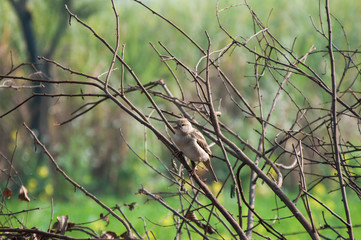 Sparrow on the dry branches 