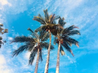 palm tree against blue sky
