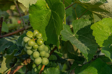 green grapes ripen in the sun. Unripe green grapes