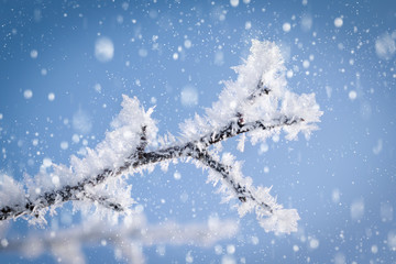 Ice crystals on a branch in the area and snowflakes on a background of the sky