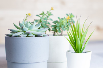 Different succulents in simple white and grey plastic pots, closeup, home or office flowers indoors
