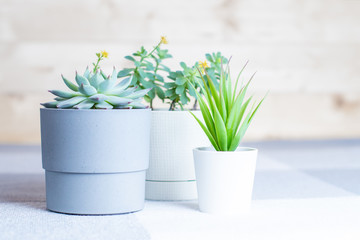 Different succulents in simple white and grey plastic pots, home or office flowers indoors, copyspace