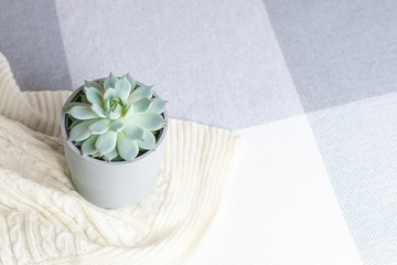 Echeveria colorata, rare succulent flower in a grey pot on knitted blanket or plaid, minimal style, indoors, cozy home interior concept, copyspace