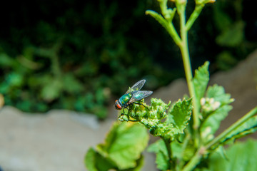 A fly sitting on a plant. Nightlife insects. Night photo of a fly with flash. Habitat insects....