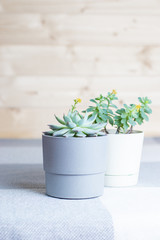 Different succulents in simple white and grey plastic pots, wooden background, minimal style, copyspace, home flowers indoors, vertical shot
