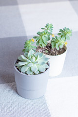 Different succulents in simple white and grey plastic pots, vertical shot, home flowers indoors