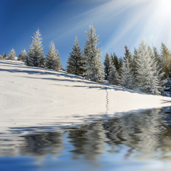 Sunny winter landscape with fir trees