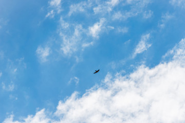 Hawk in flight. Big bird of prey. Blue sky with clouds. Bird flight. Bird with a wide wing. Hawk...